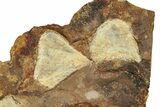 Three Paleocene Fossil Ginkgo Leaves - North Dakota #269472-2